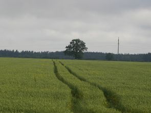 Žemdirbiai galės įsigyti dirbamos valstybinės žemės